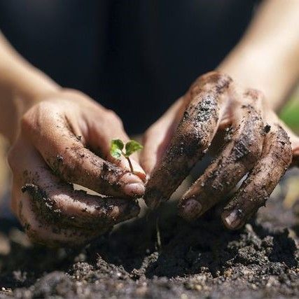 The Gardener Who Listened to Broken Things.